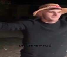 Chimpanzee Dick Dance