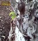 Pissing On A Tree