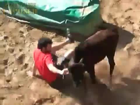 Naked Bullfight