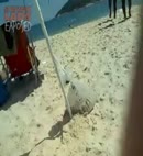 Beach Cock 