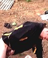 Trying To Teabag